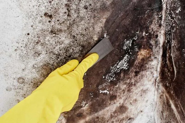 Mould-damaged coating being scraped from a wall